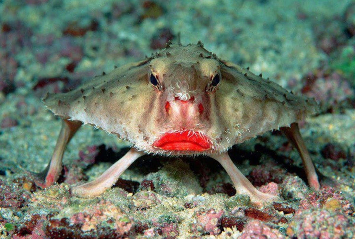 have you ever seen these strange creatures on the earth 