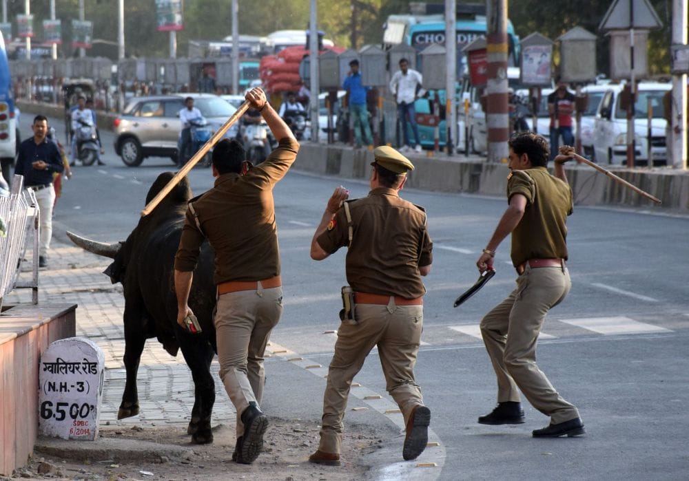 troubled by bull near taj mahal