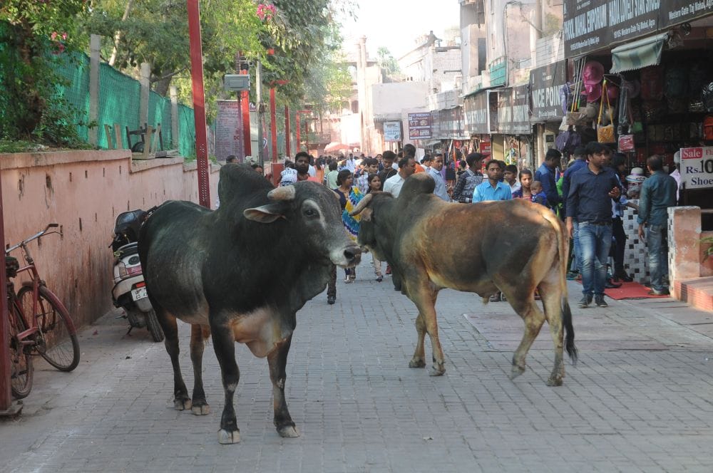 Two cousins die after falling into well while running after being run over bull