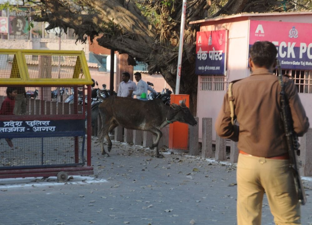 troubled by bull near taj mahal