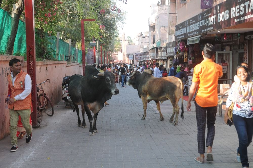 troubled by bull near taj mahal
