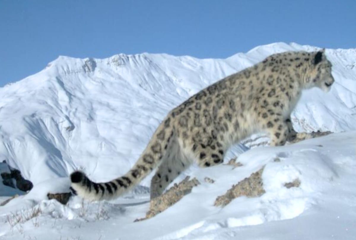 Snow leopard and bear seen in trap cameras of Nanda Devi Biosphere
