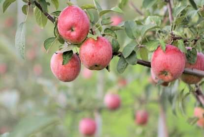 Himachal's apple gardening affected by Pulwama terrorist attack incident