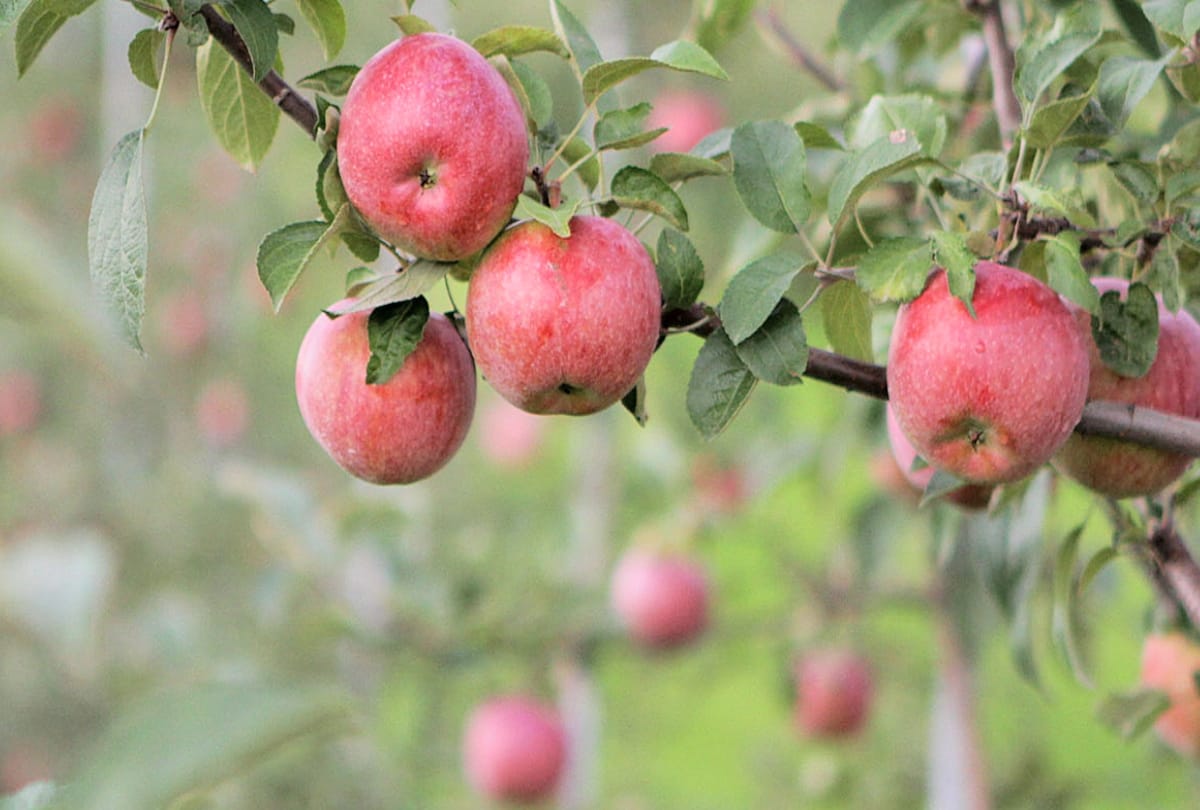 all apple fruit dropped after one weeks of applying coloring spray in apple jubbal shimla
