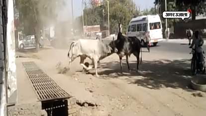 A man dies in the battle of two bull