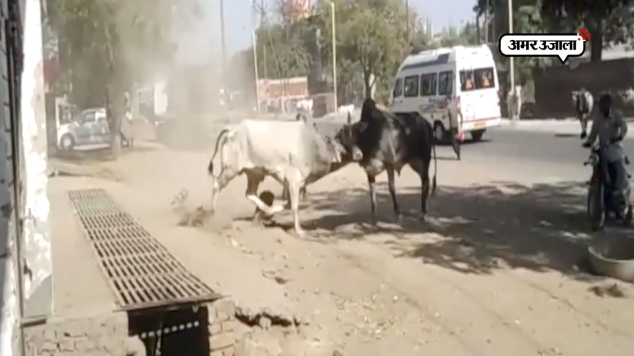 In the battle of the bulls the car collided with divider in Noida