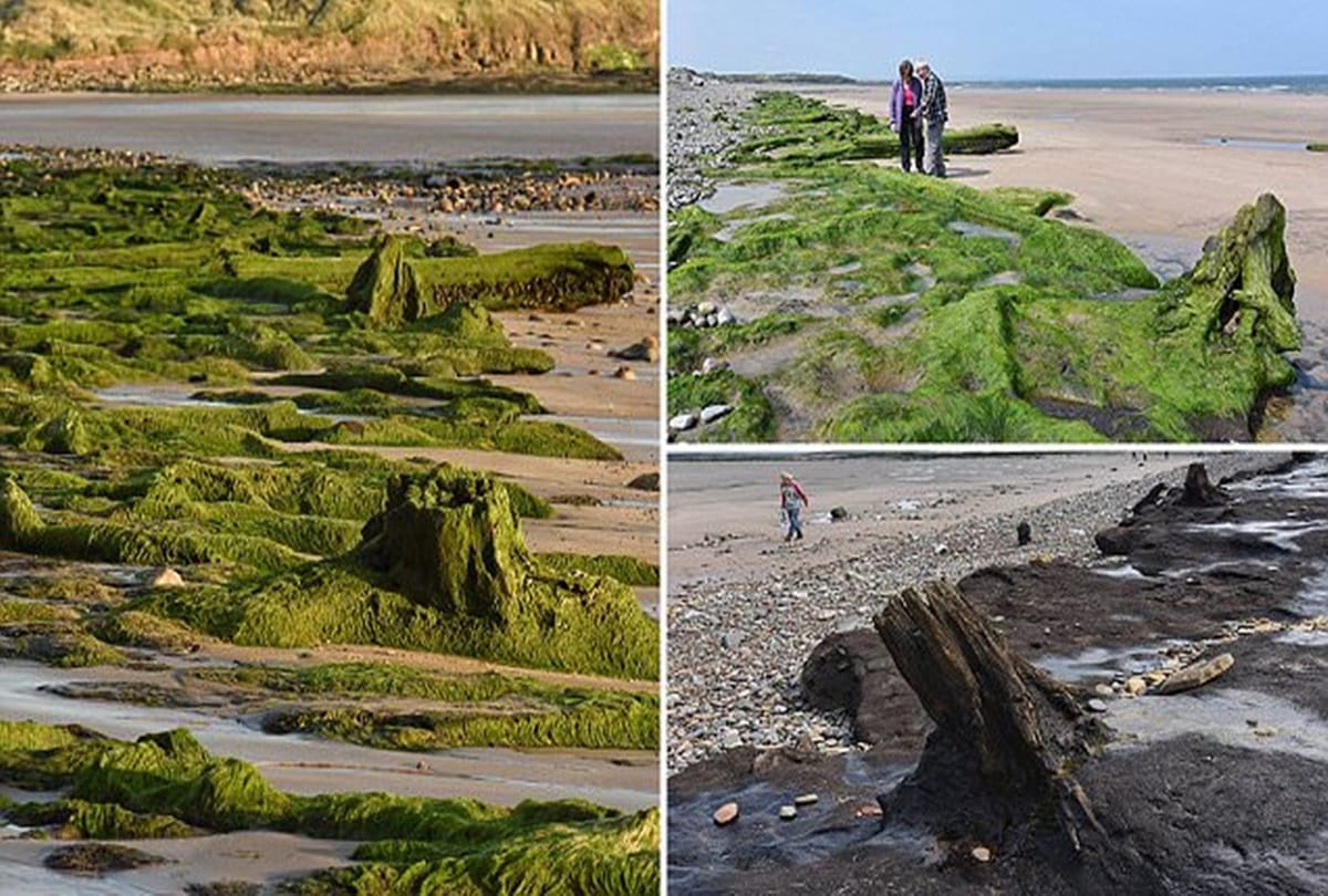 seven thousand year old Hidden forest found Under a lake at britain 
