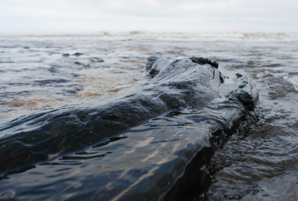 seven thousand year old Hidden forest found Under a lake at britain 