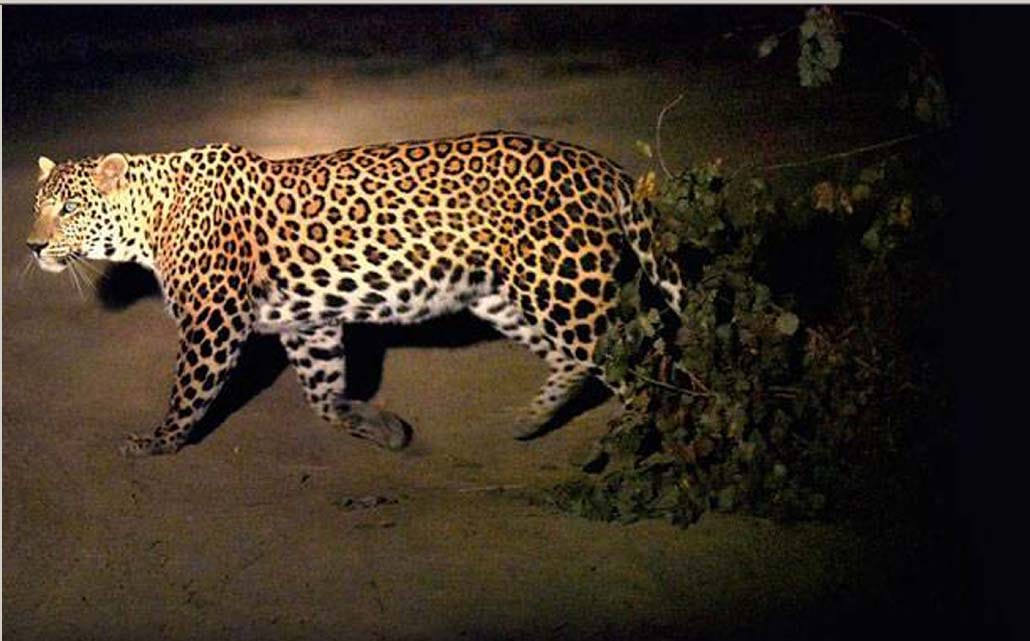Leopard  Enter in hotel mussoorie Bollywood actors stayed here