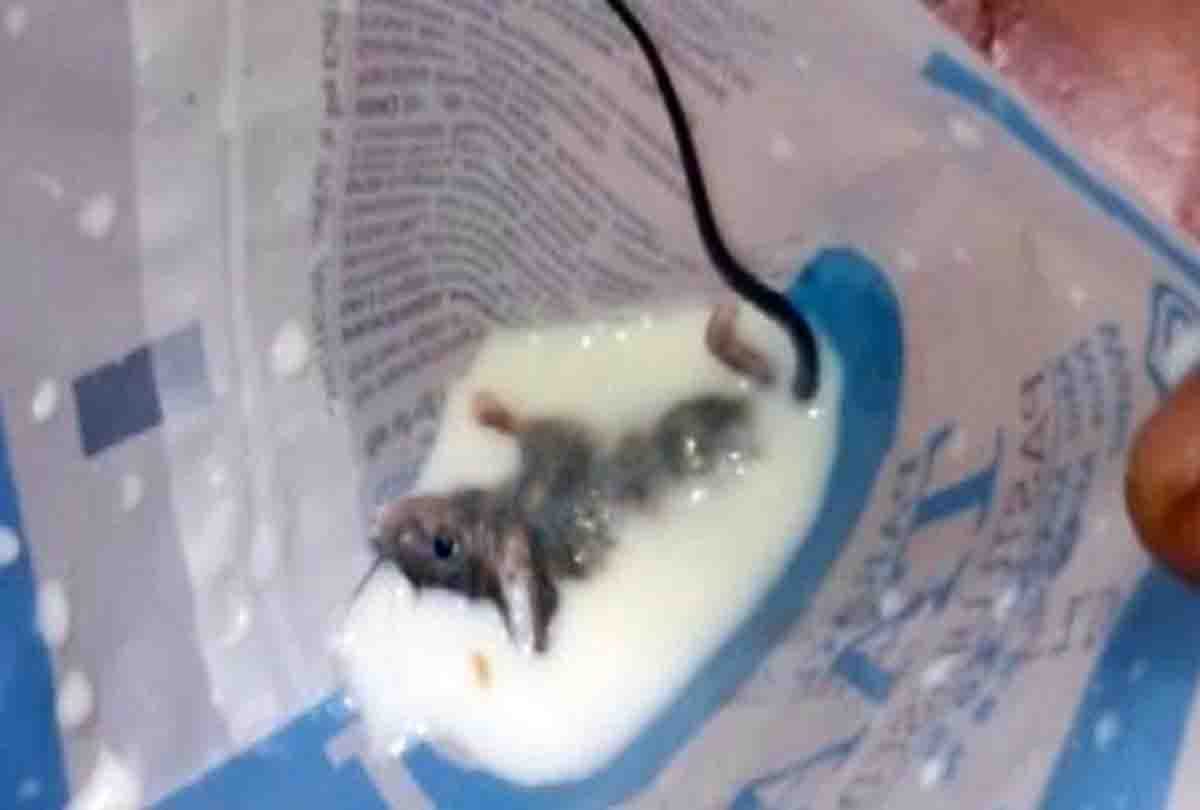 dead rat in milk packet