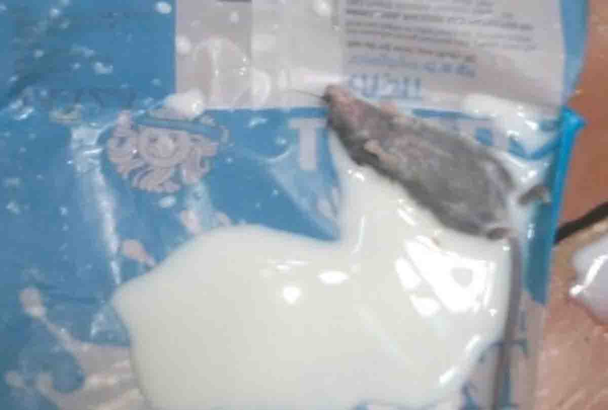 dead rat in milk packet