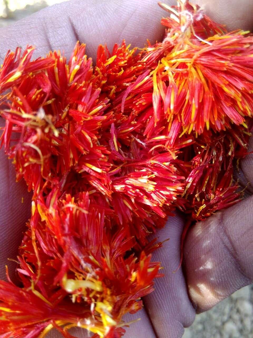 पटखौली गांव में लहलहा रही केसर की फसल