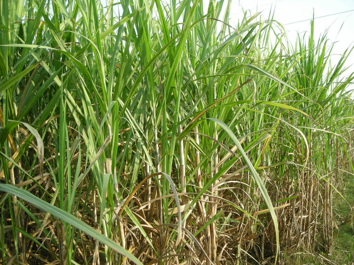 Increased sweetness of sugarcane