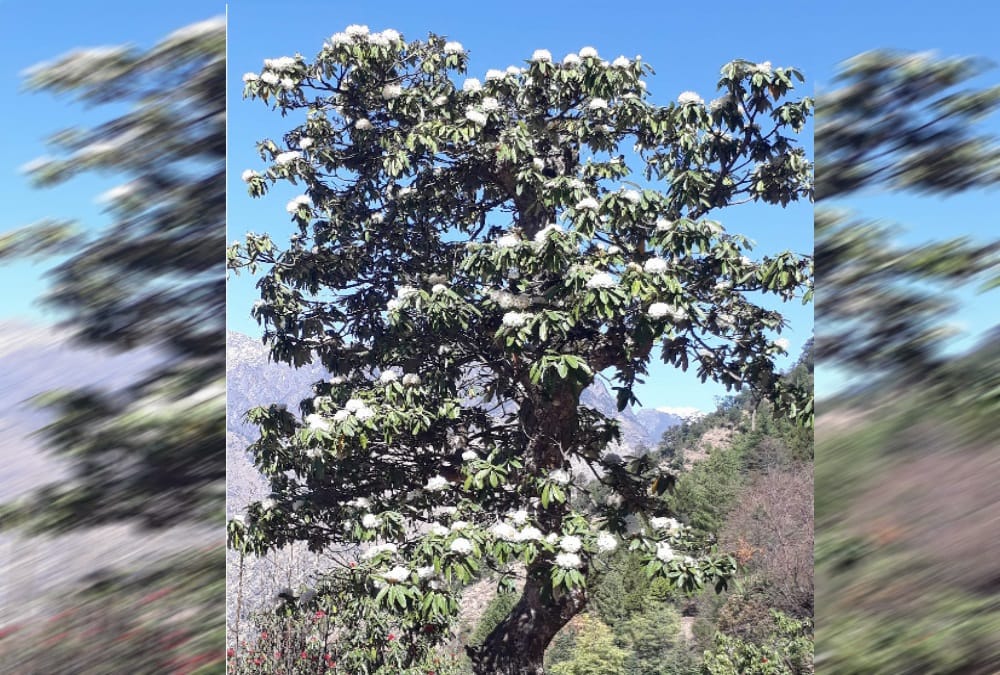 Global warming effect on Burans flower in himalaya