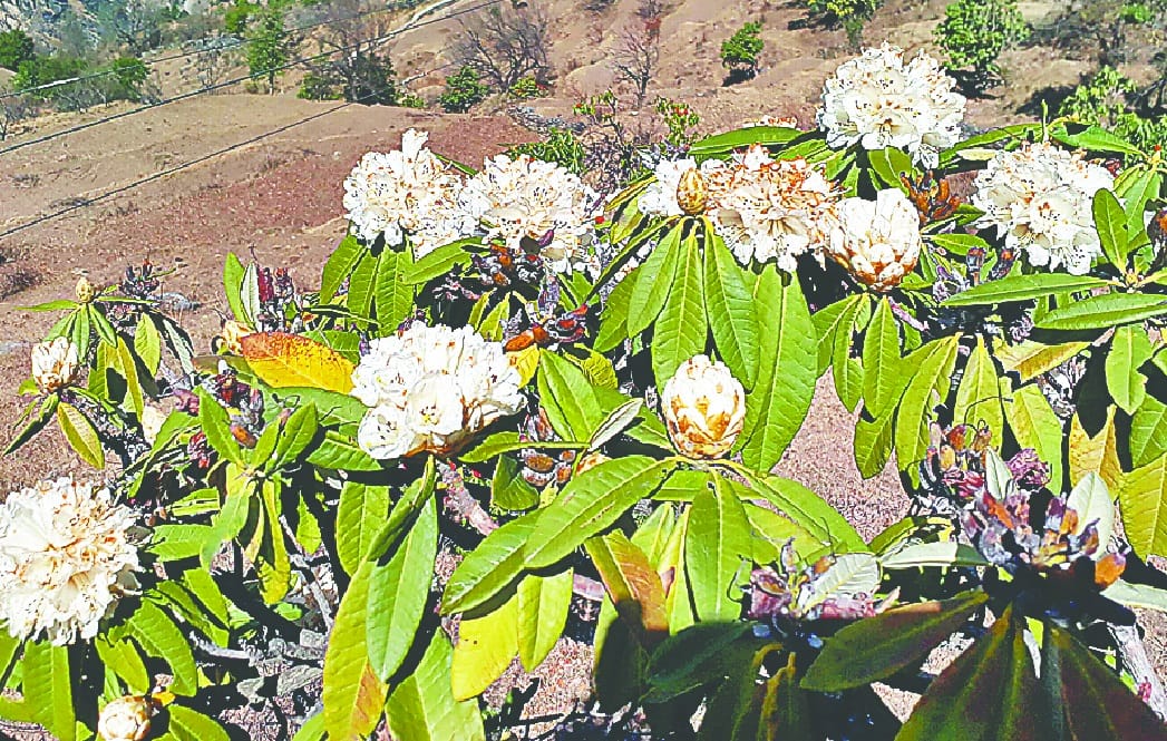 Global warming effect on Burans flower in himalaya