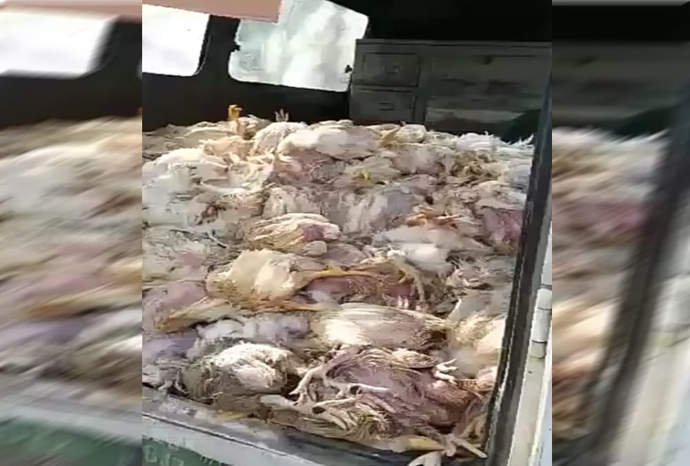 Beware Before eat chicken 