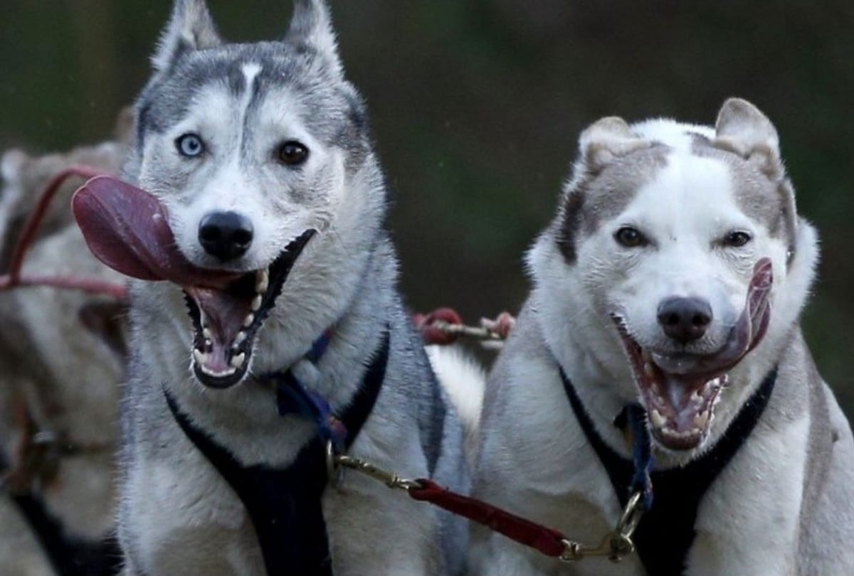 Coronavirus: Now Dogs can detect coronavirus ready Research Here