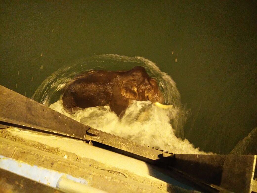 elephant rescued in rajaji tiger reserve