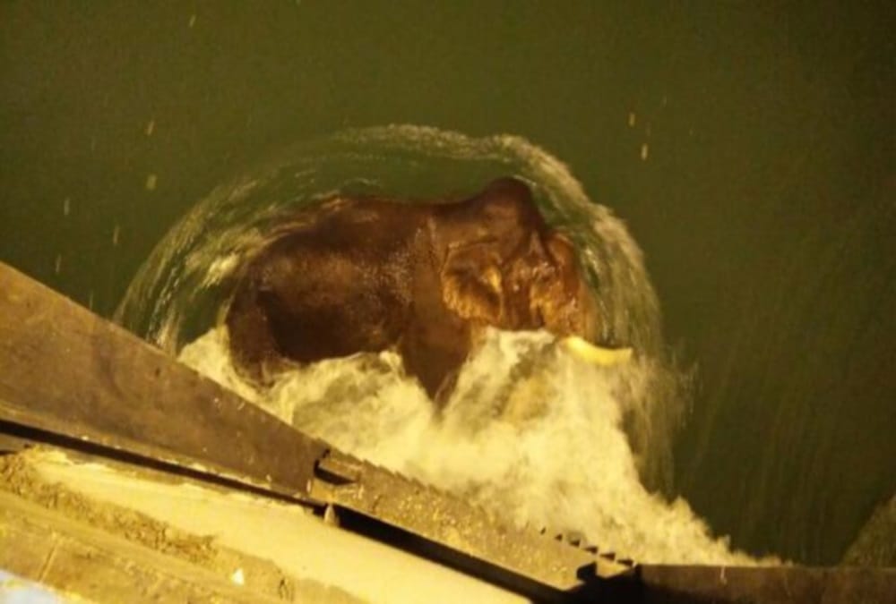 Elephant Rescue from barrage water in Rishikesh
