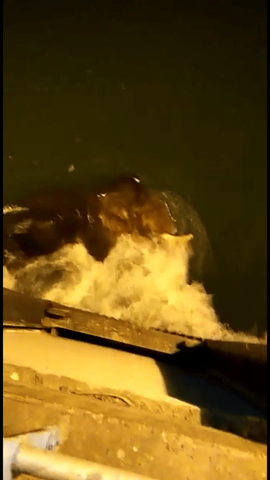 Elephant Rescue from barrage water in Rishikesh