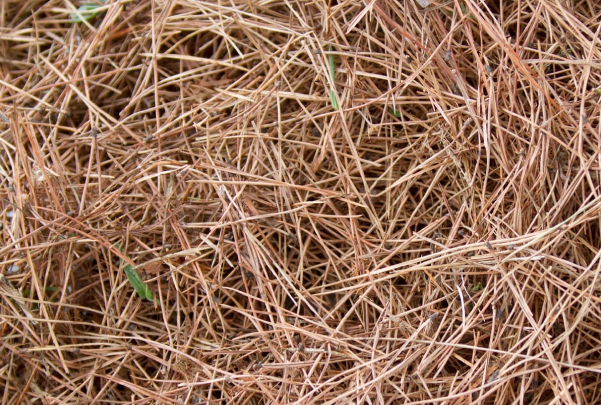 Pine leaves income source 