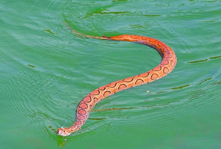 russell viper snake found in assembly house chandigarh