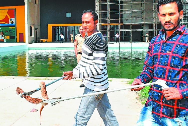 russell viper snake found in assembly house chandigarh