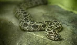 russell viper snake found in assembly house chandigarh