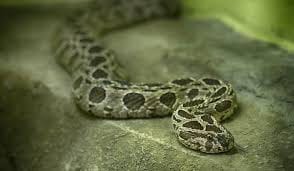 russell viper snake found in assembly house chandigarh