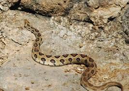 russell viper snake found in assembly house chandigarh