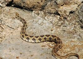 russell viper snake found in assembly house chandigarh