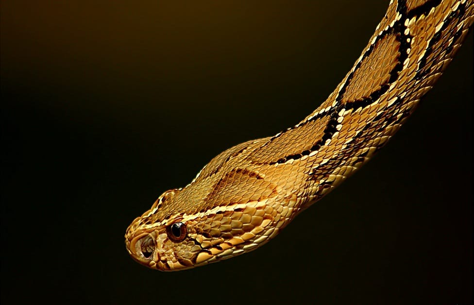russell viper snake found in assembly house chandigarh