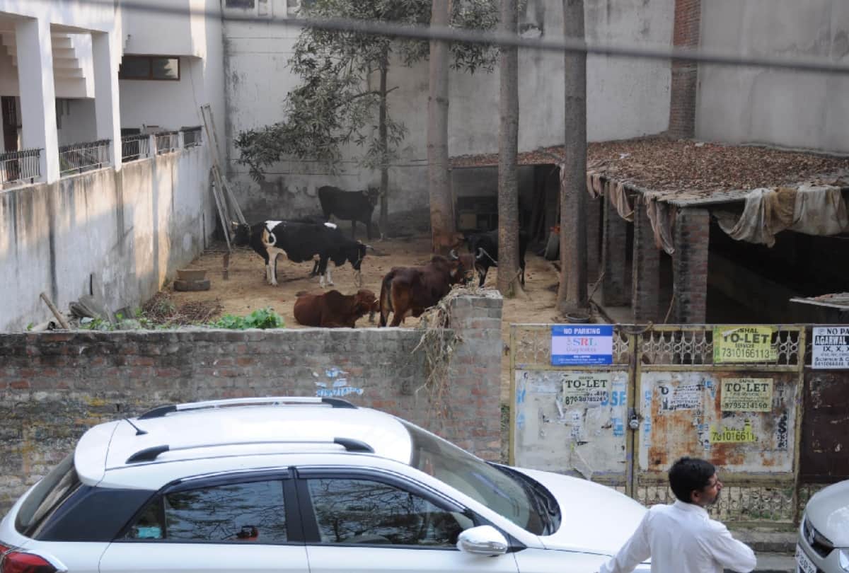 stable of Cabinet minister in VIP colony of lucknow