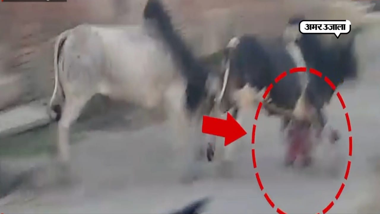 BULL FIGHT