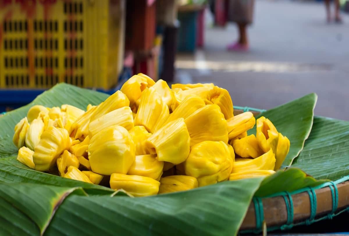 jackfruit or kathal interesting facts about this fruit