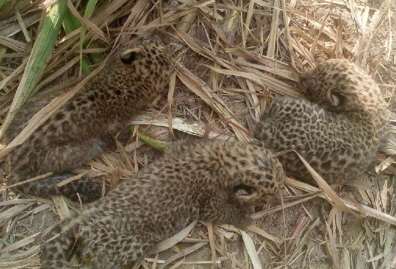 Leopard leaves cubs