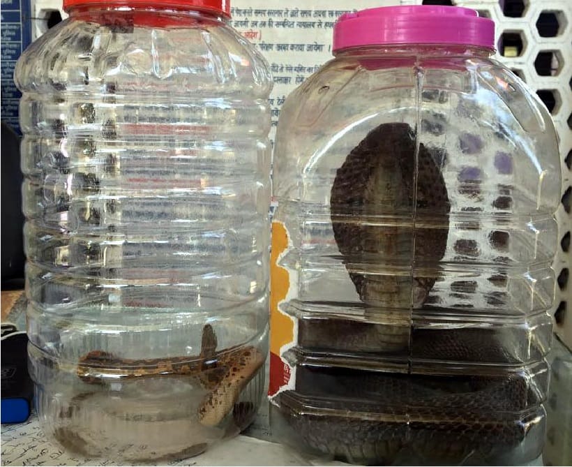 Cobra and russell viper Snake trafficking in uttarakhand