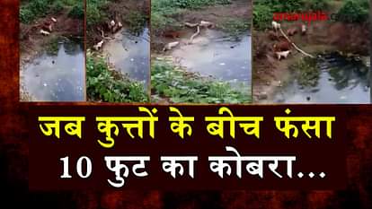 king cobra and dogs fight viral video specail story