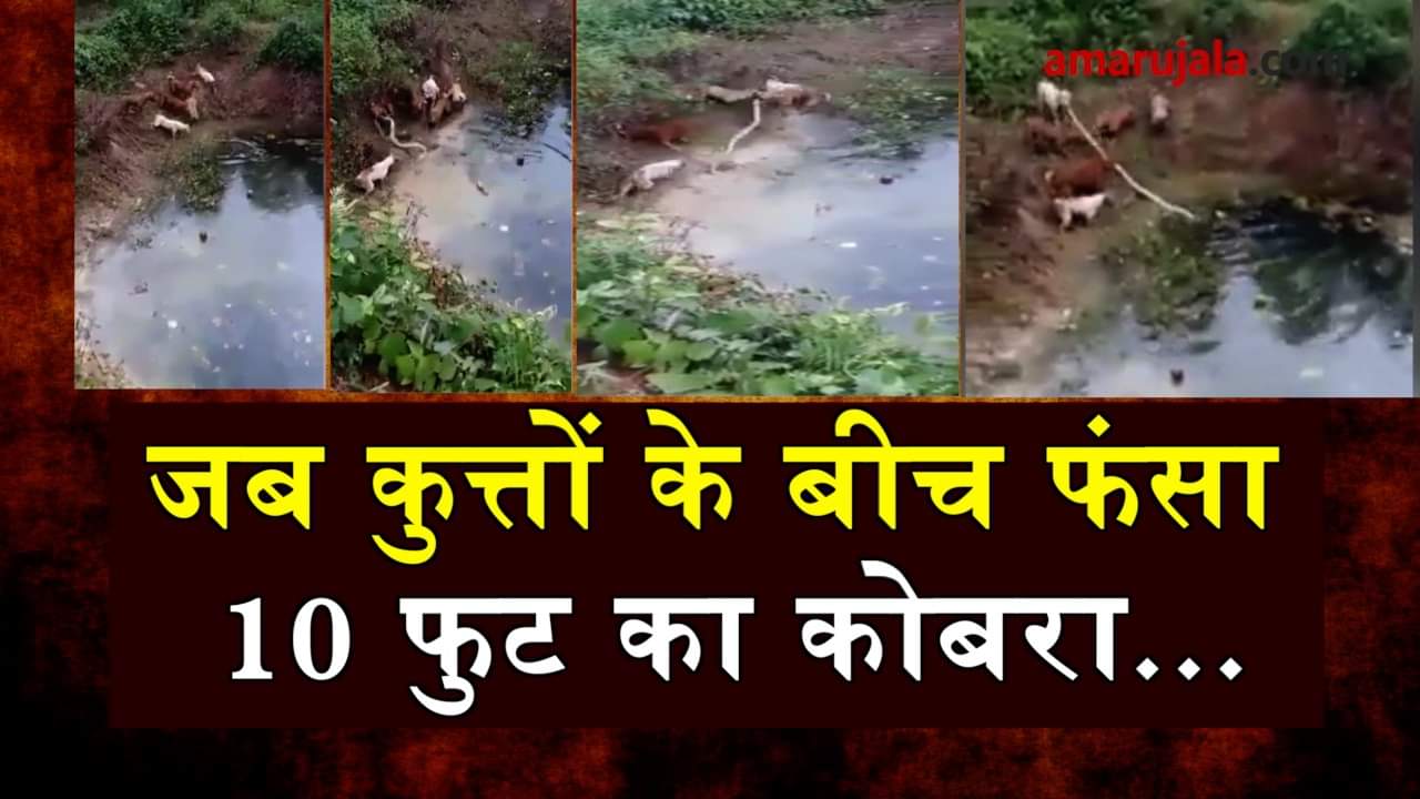 प्रतीकात्मक तस्वीर