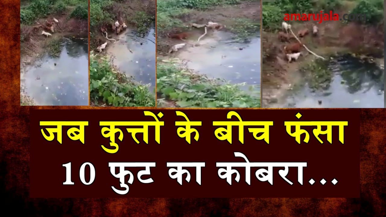 प्रतीकात्मक तस्वीर