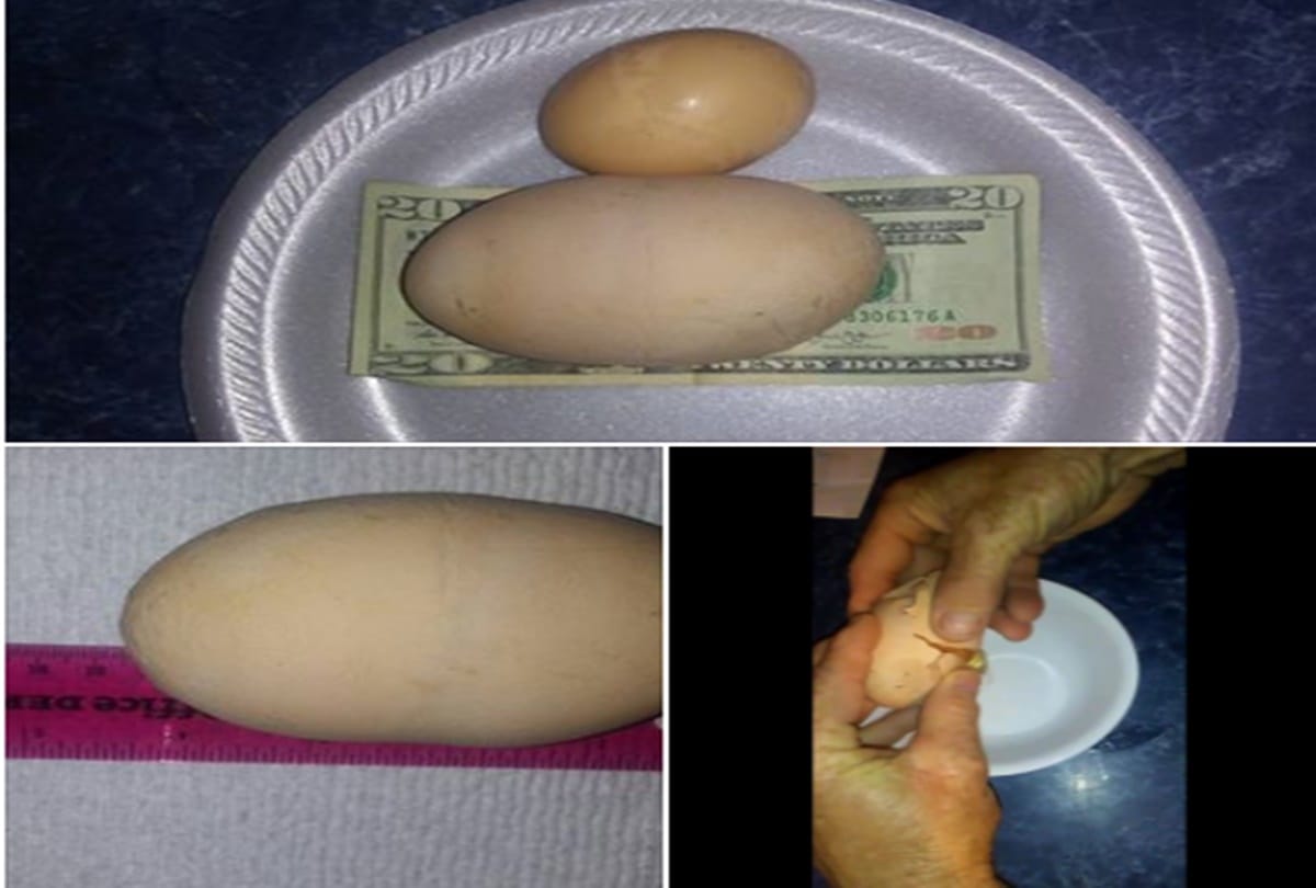 video being viral of miracle egg