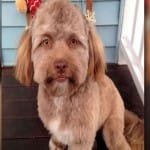human face dog