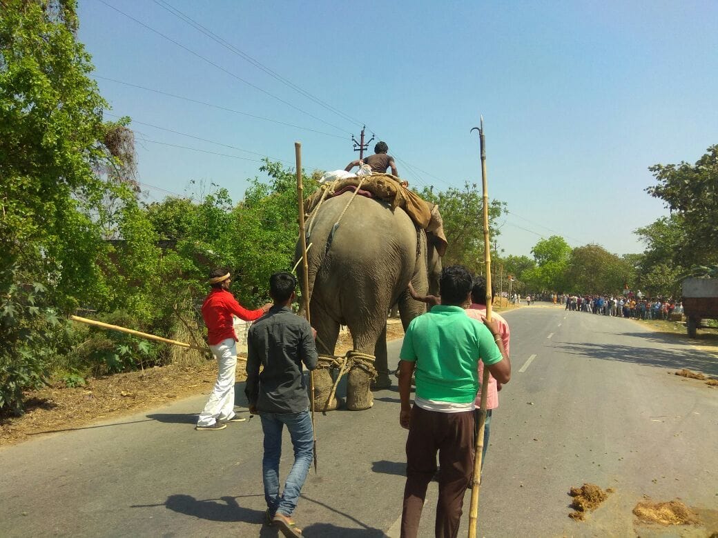 कलश यात्रा में हाथी बिदका, सड़क पर ठप रहा आवागमन