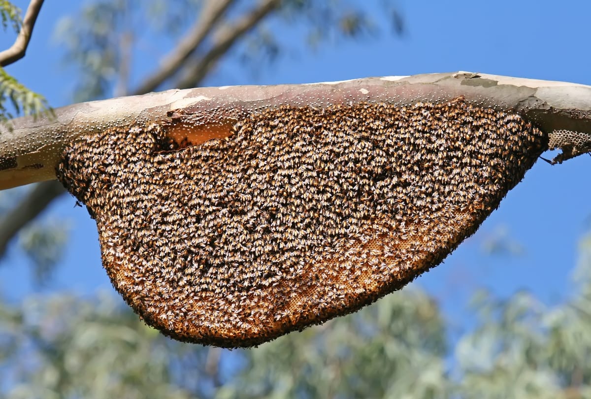 man died due to fire, was trying to destroy beehive