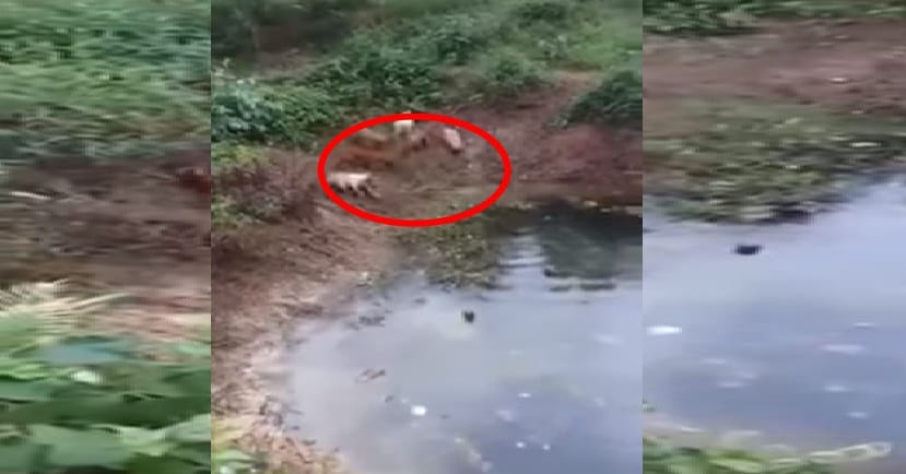 dogs hunted king cobra viral video