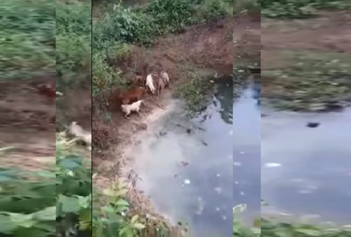 dogs hunted king cobra viral video