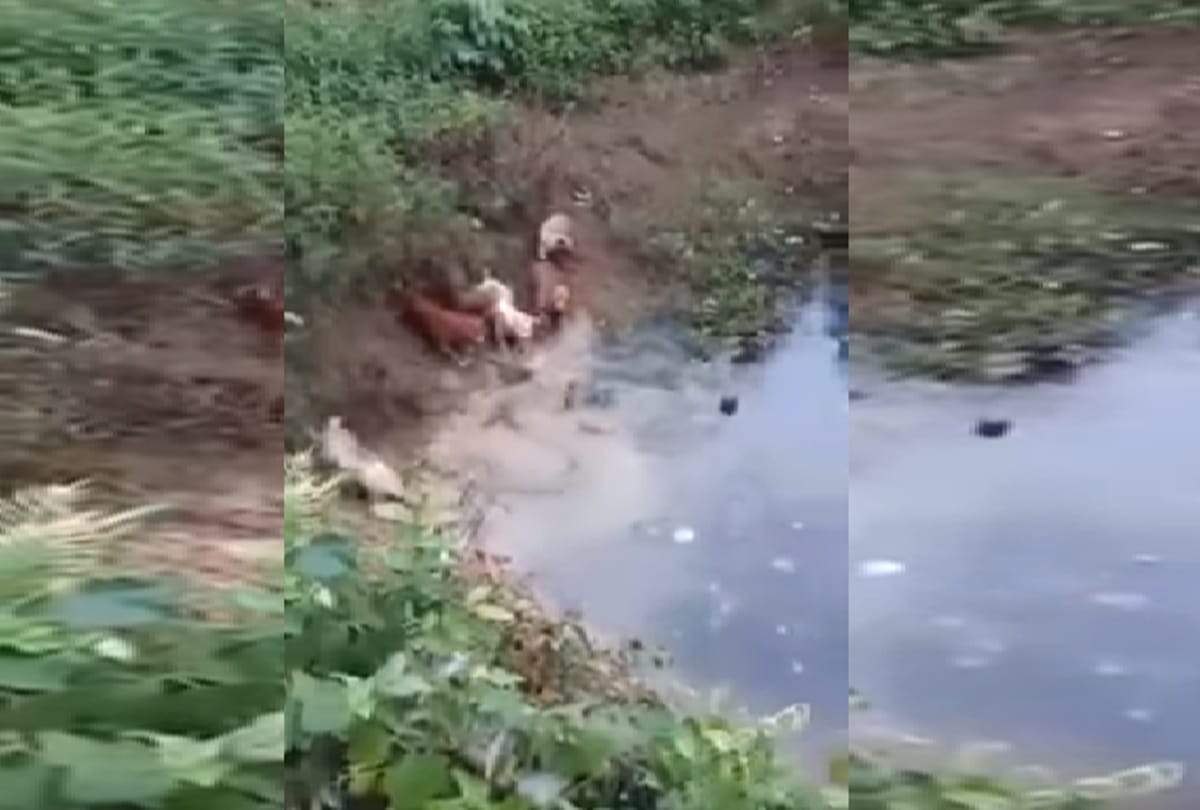 dogs hunted king cobra viral video