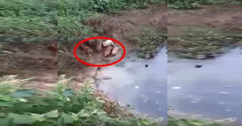 dogs hunted king cobra viral video