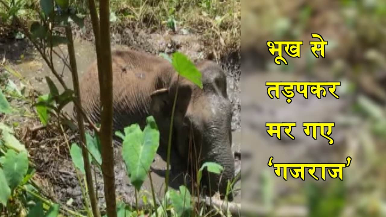 हाथी का बचाव कार्य