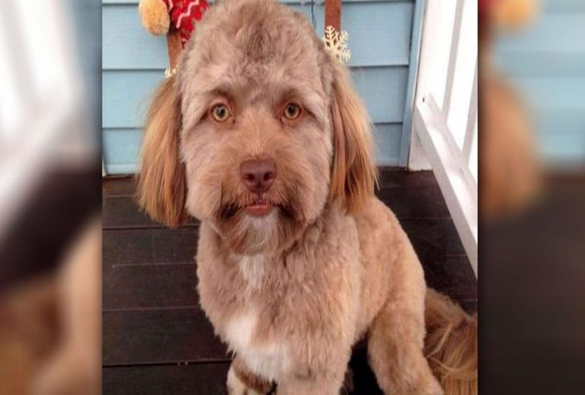 dog with a human looking face goes viral on social media